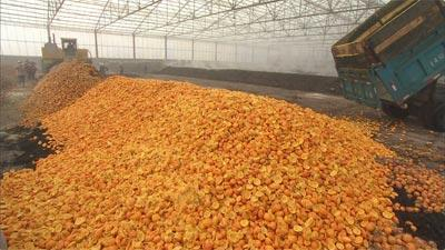 柑橘果皮資源化、無害化處理方法